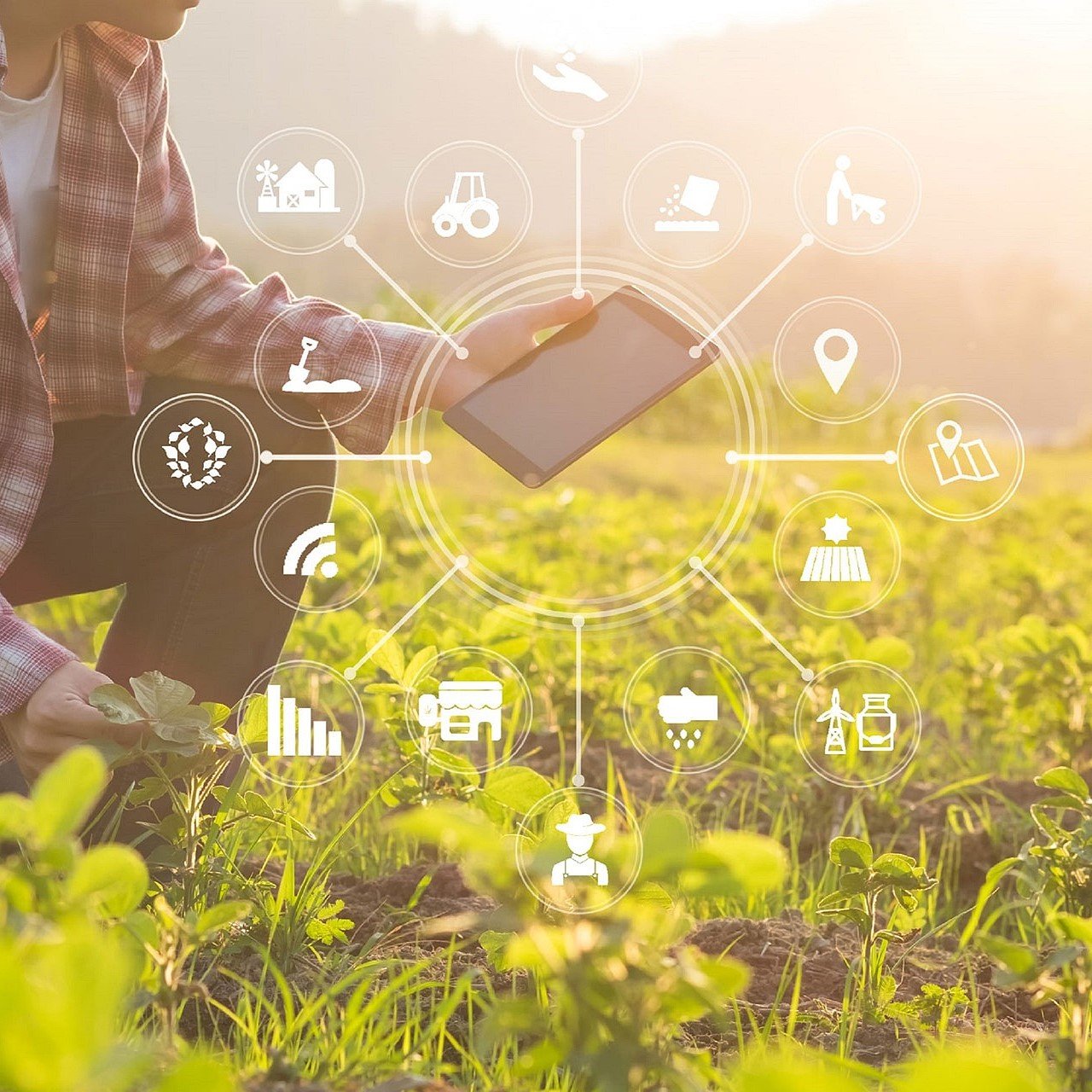 Цифровое земледелие: как ИИ повышает эффективность сельского хозяйства Цифровое земледелие: как ИИ повышает эффективность сельского хозяйства