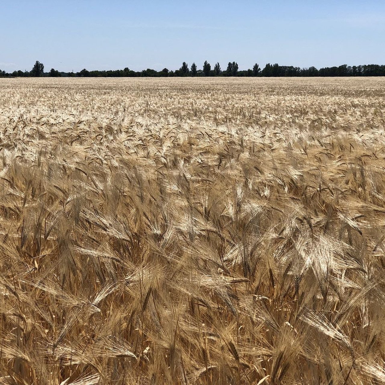 Экспортная цена российской пшеницы достигла максимума с августа 2025 года