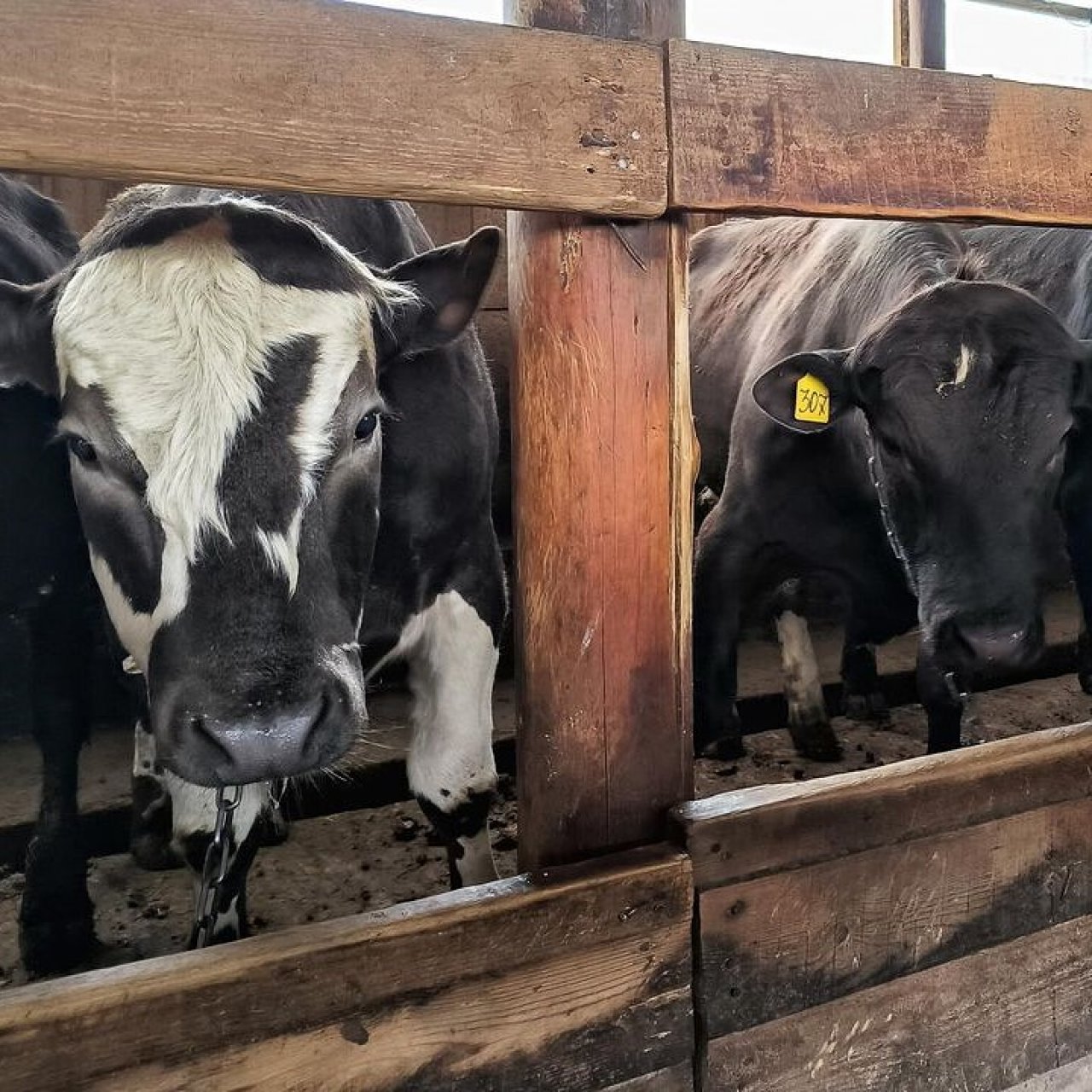 Фермеры Красноярского края смогут получить субсидии на животных и рыбу