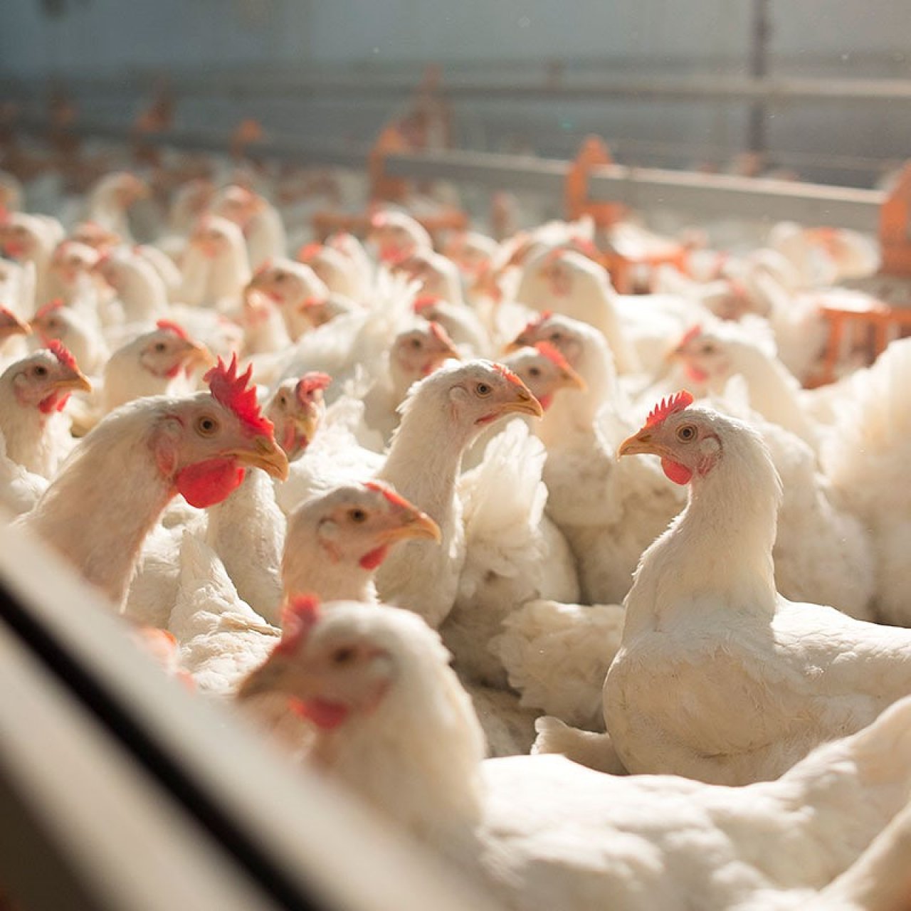 Имущество птицеводческих комплексов Челябинской области застраховано на 1,6 млрд рублей