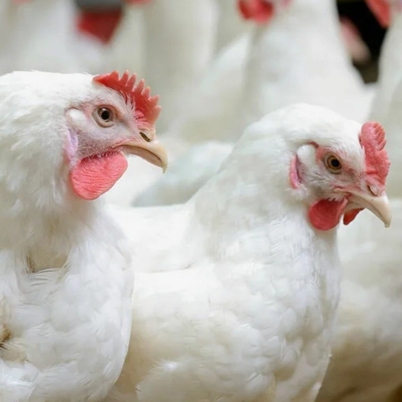 Инвестиции в птицефабрику Омской области: возможности для рынка и экспорта