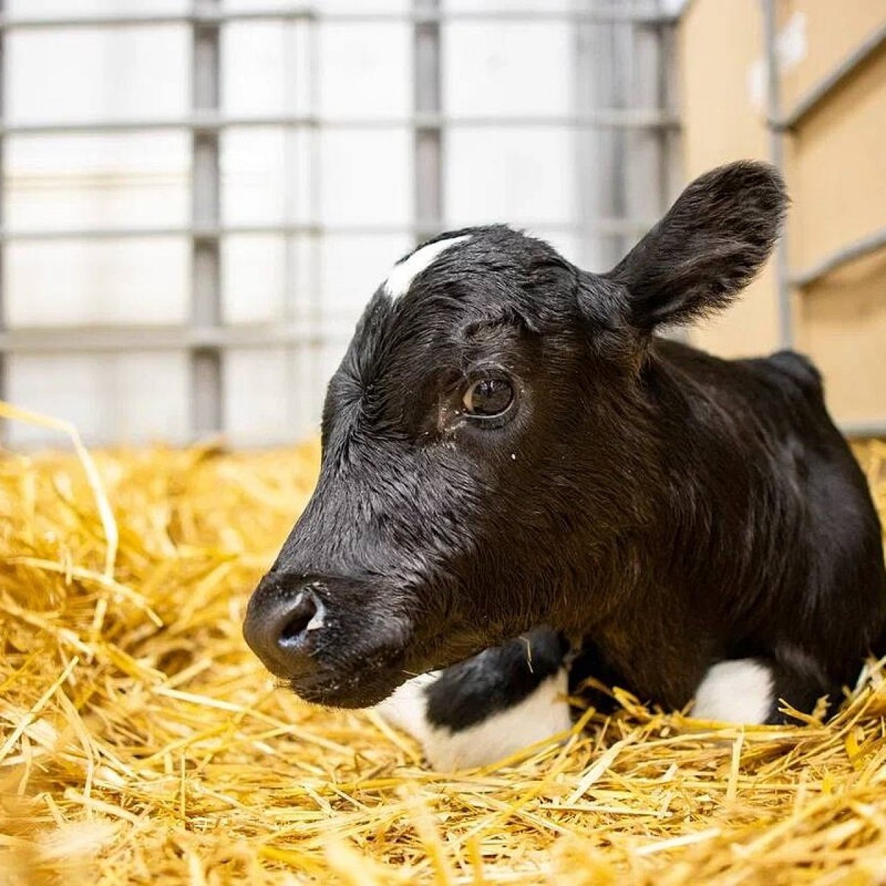 Клонированного теленка с нормальным весом вывели в Краснодарском крае
