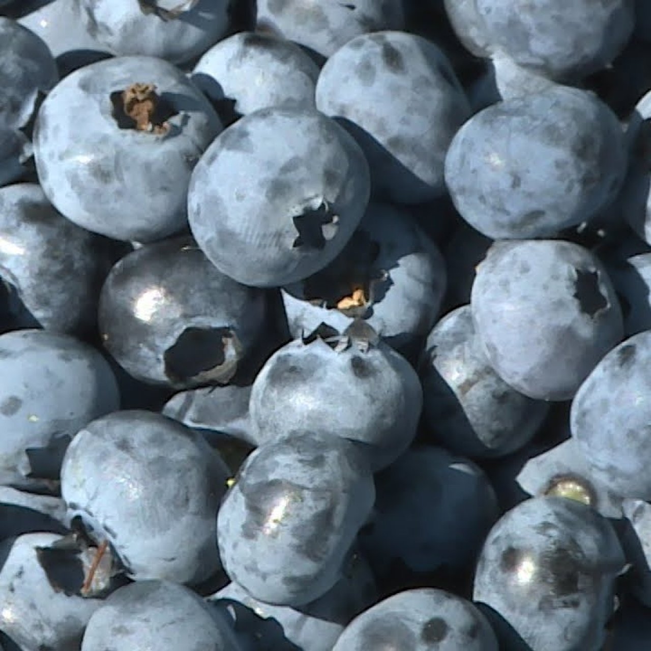 Краснодарский край нарастил экспорт ягод почти на 50% за девять месяцев