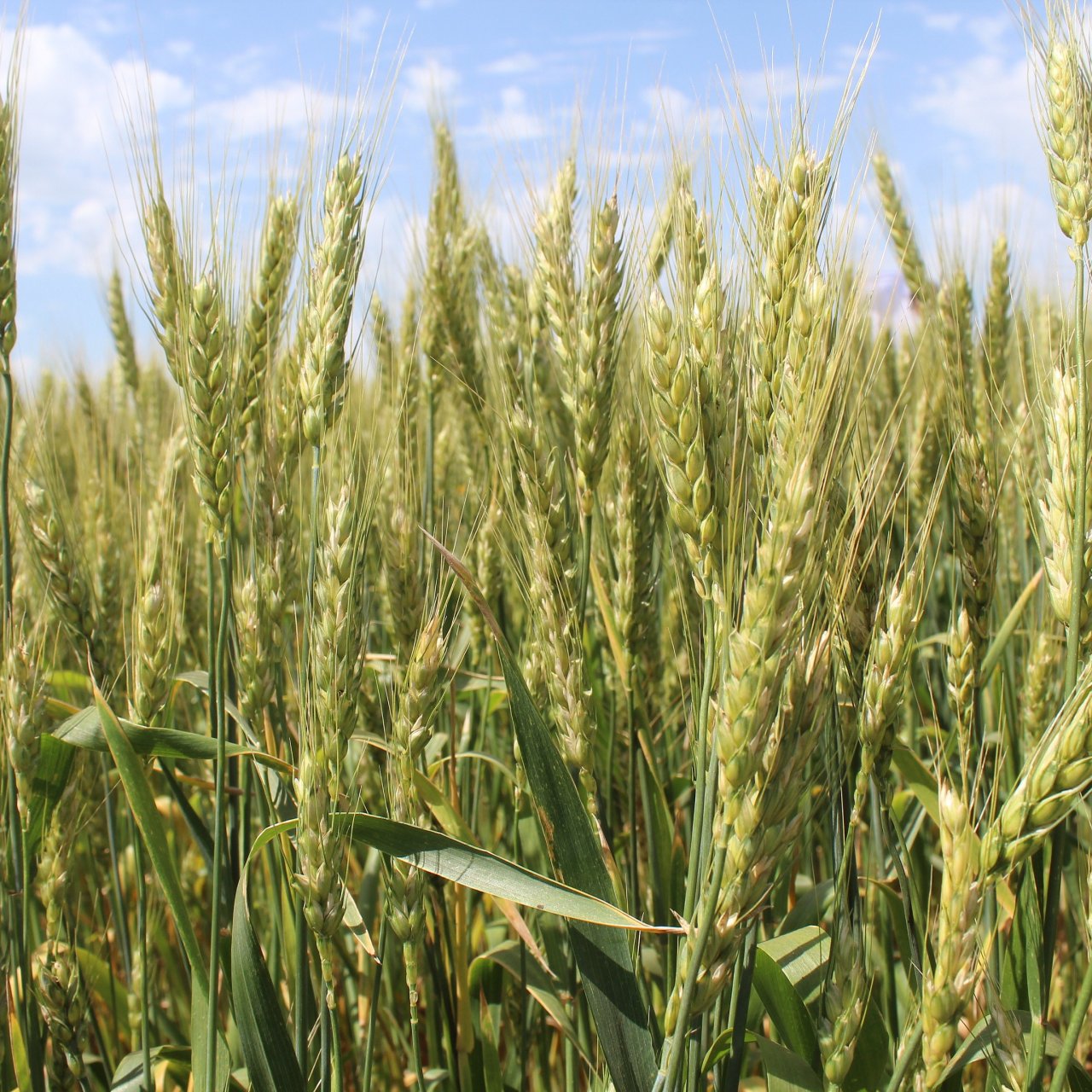 Кубань направит 5,3 млрд рублей на поддержку растениеводства в 2026 году