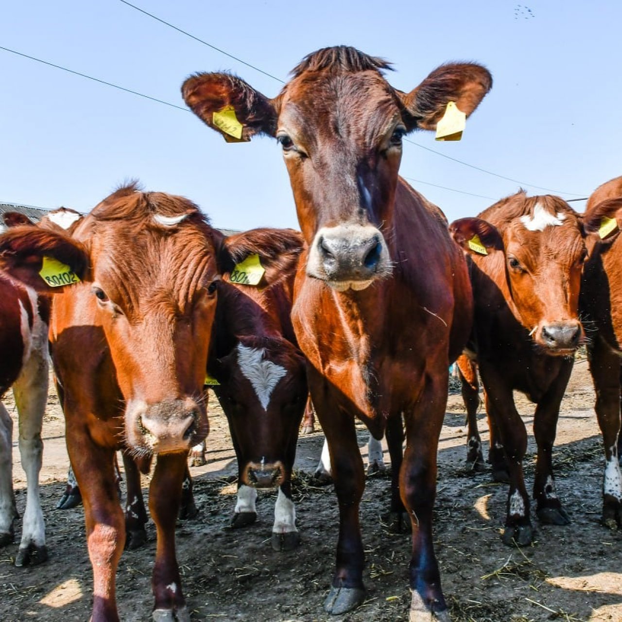 Лучших животноводов региона наградил губернатор Кубани