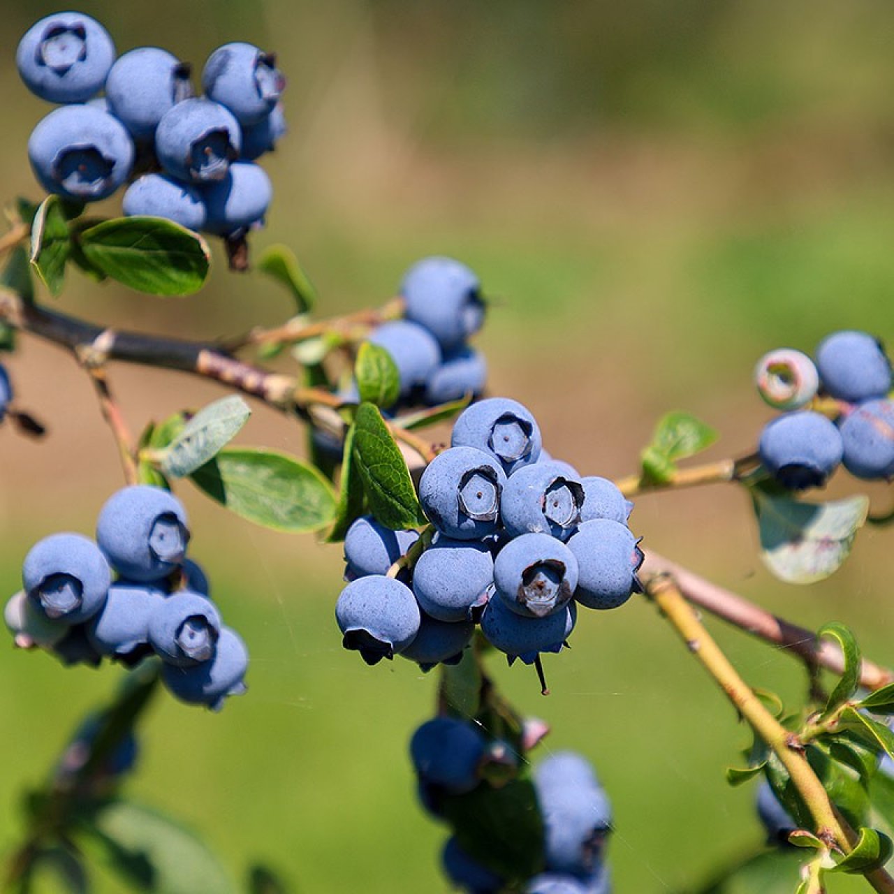 Магнит занялся выращиванием голубики и яблок на Кубани