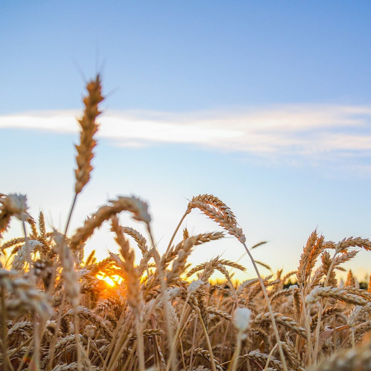 Минсельхоз развивает агротехклассы и поддержку малых форм хозяйствования