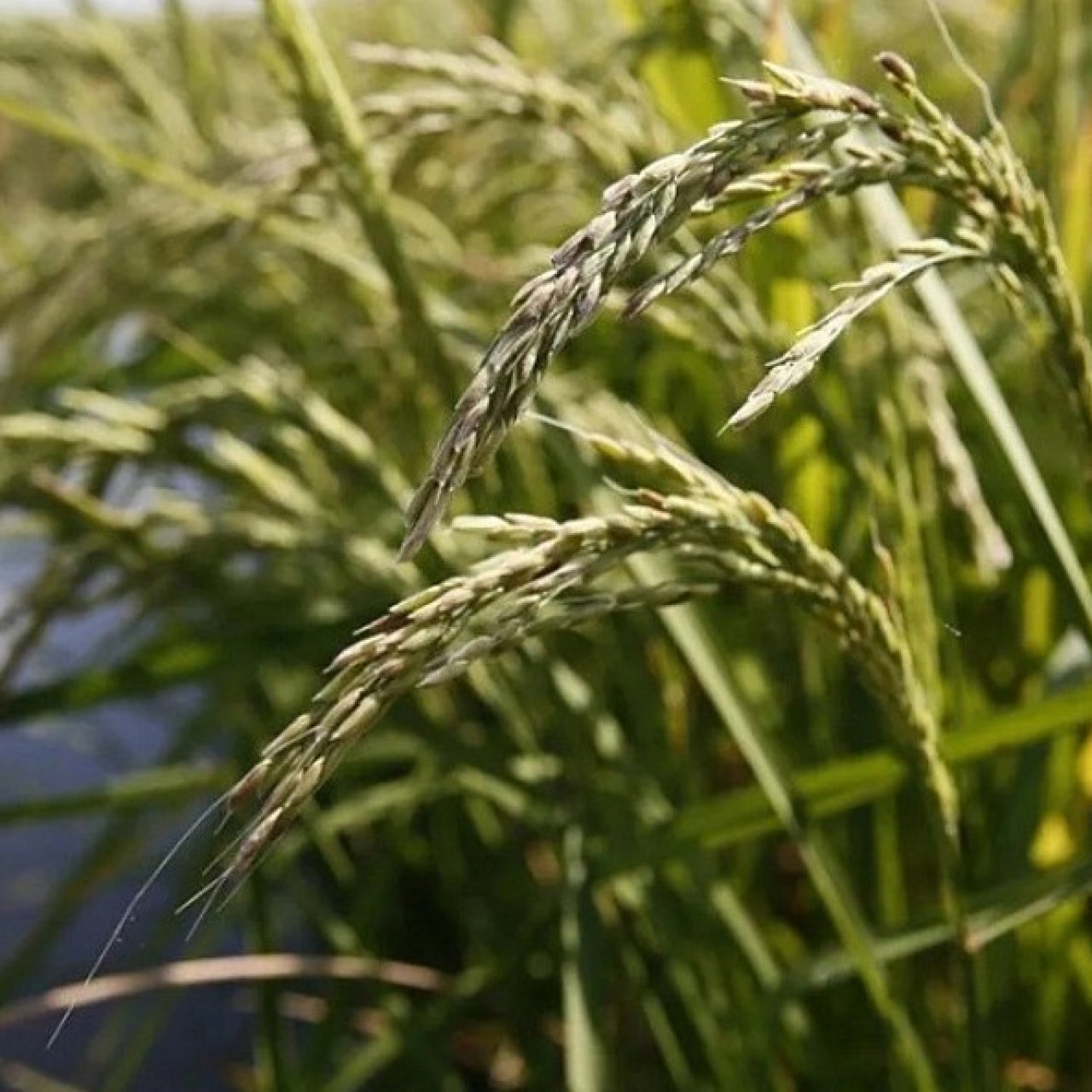 На Кубани начали сеять рис