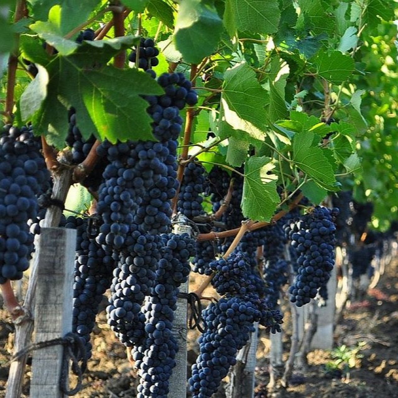 На Кубани предложили создать лабораторию клоновой селекции винограда