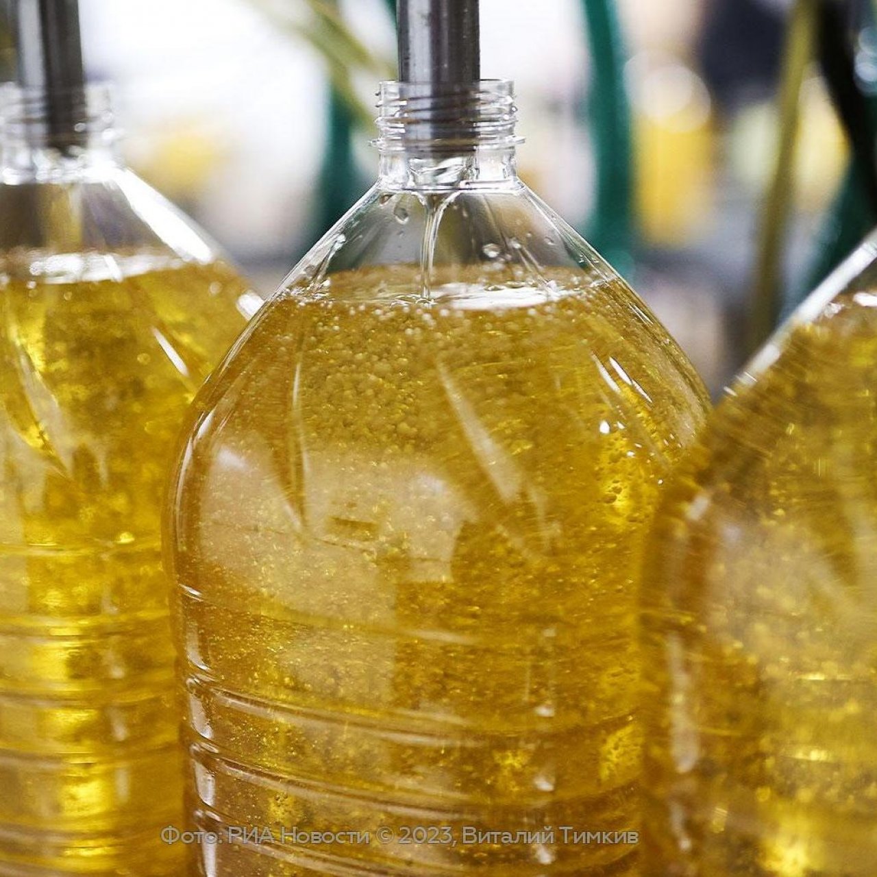 На Кубани в 2025 году производство подсолнечного масла снизилось на 18%