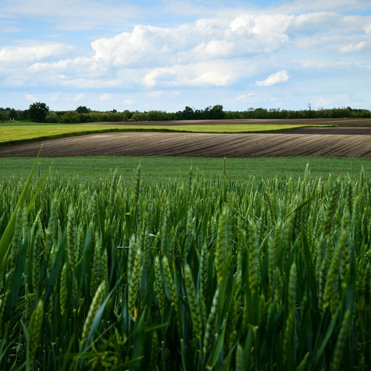 Основные аграрные выставки в России в феврале 2026