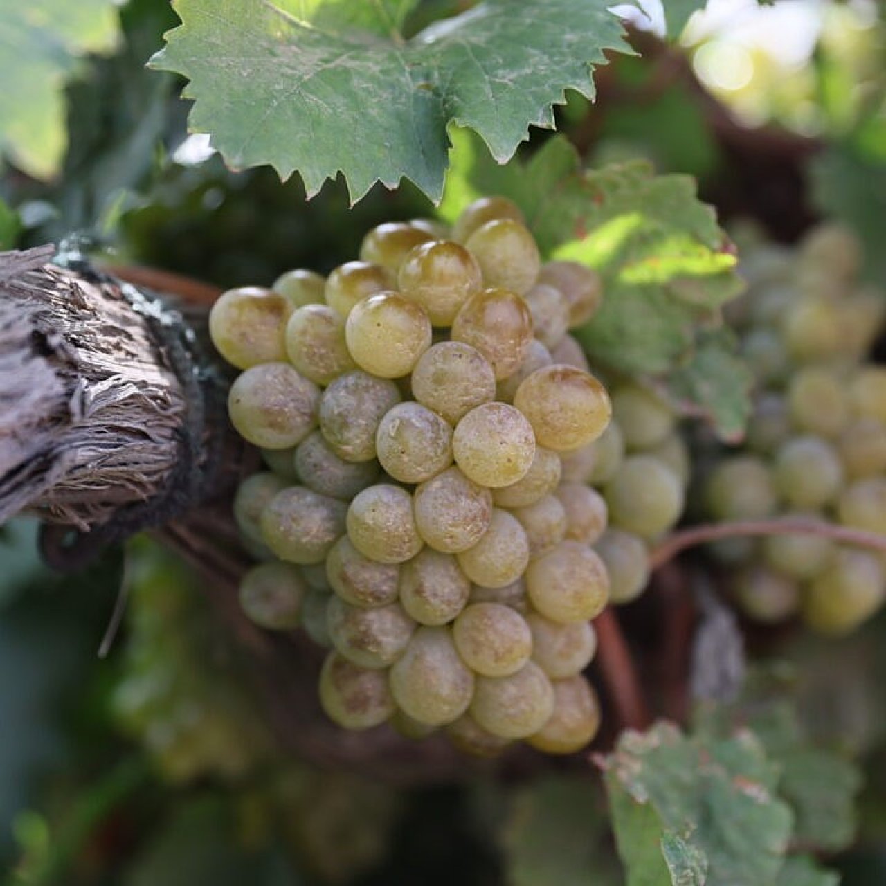 Рекордные 305 тысяч тонн винограда собрали в Краснодарском крае