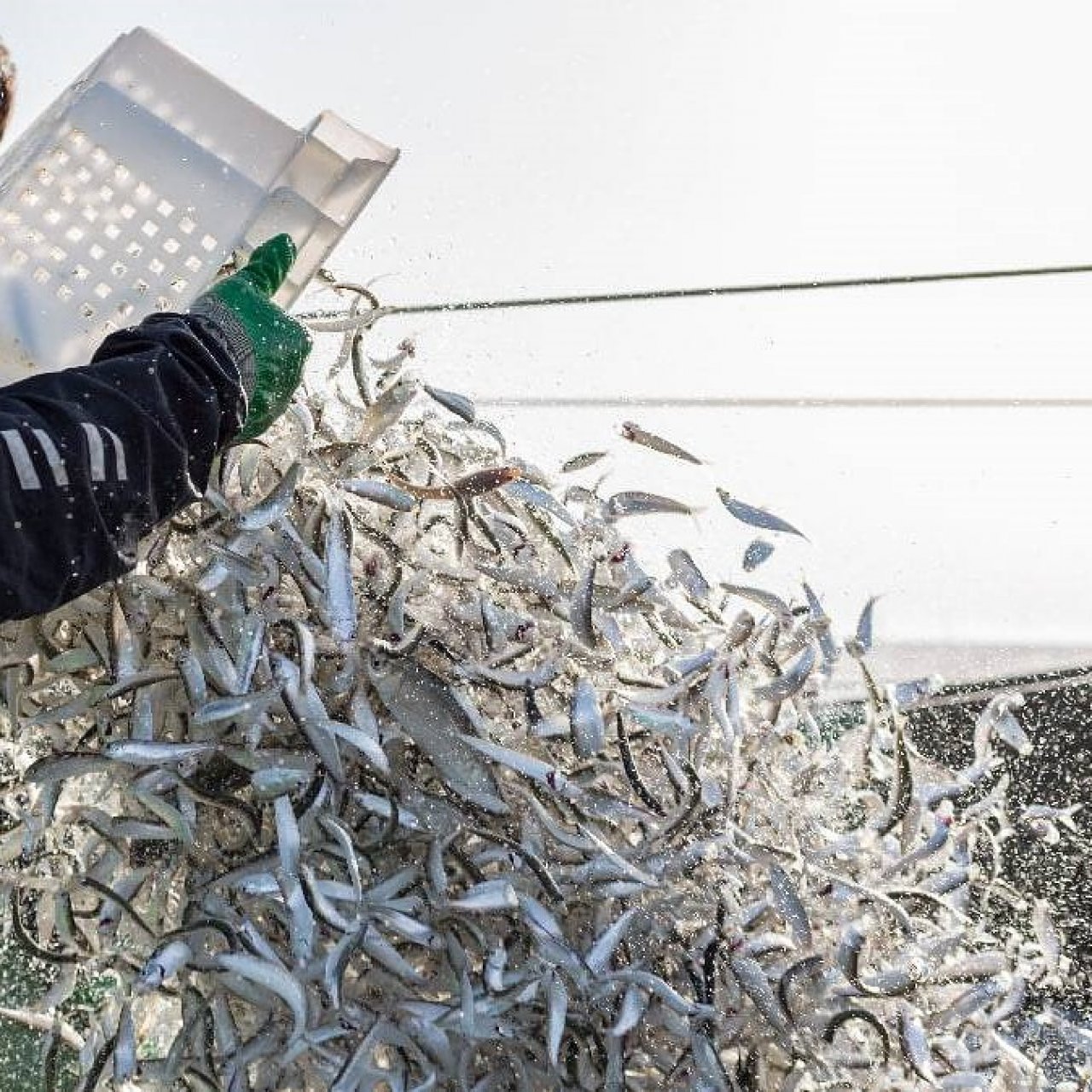 Российские рыбаки в 2025 году обновили рекорд по добыче минтая