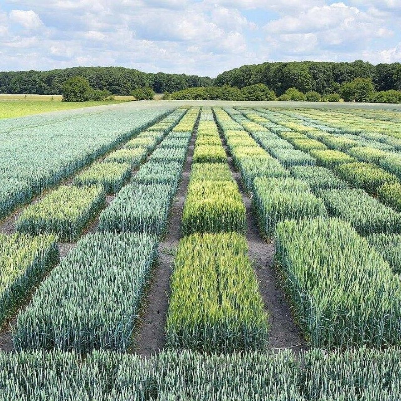 Россия и Китай обсудили сотрудничество в селекции и семеноводстве