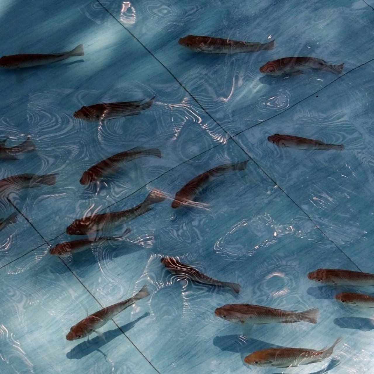 Рыбоводы переходят на отечественных мальков форели