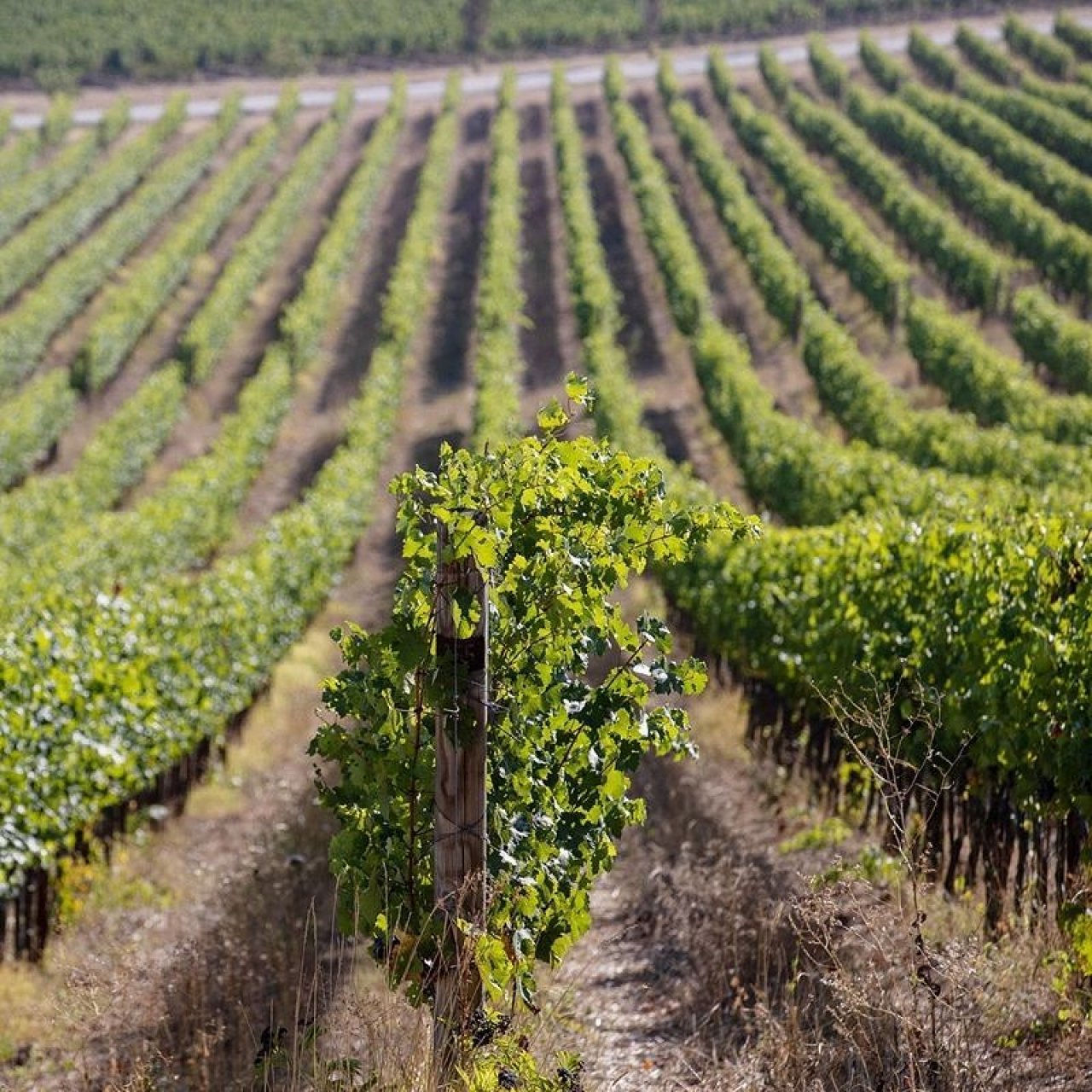 Сокращающую обновление виноградников до 2 лет технологию разработали в КубГАУ