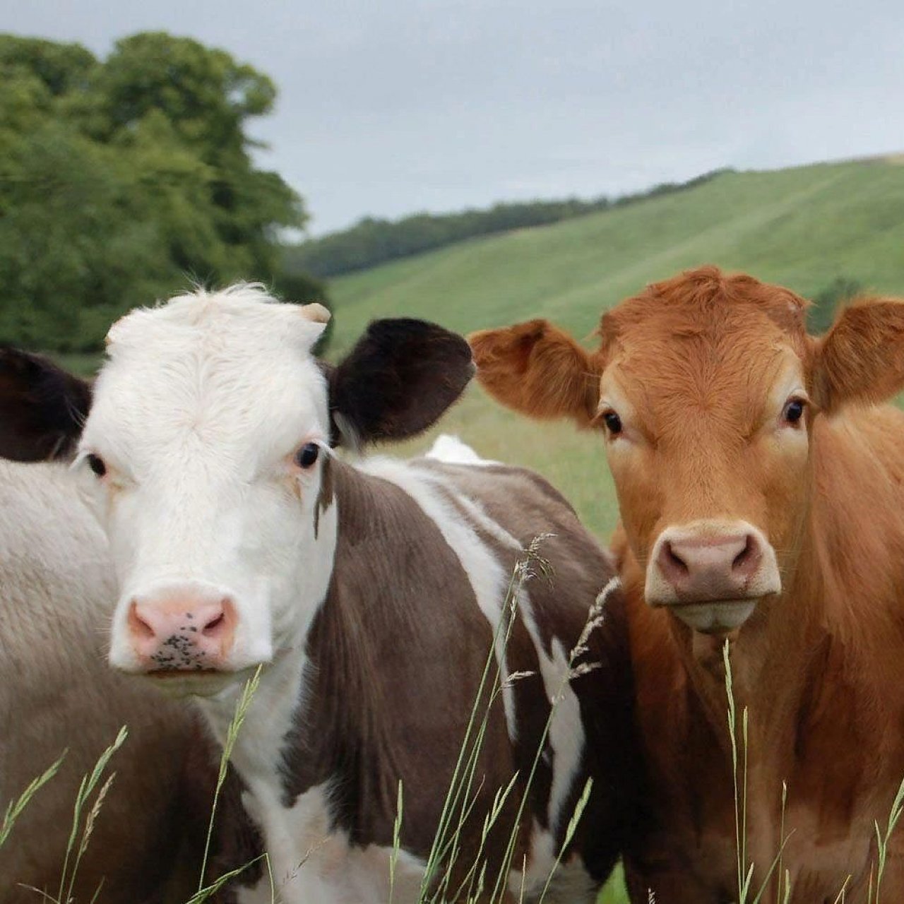 Сооснователь PayPal вбухал 2 млрд долларов в цифровые ошейники для коров