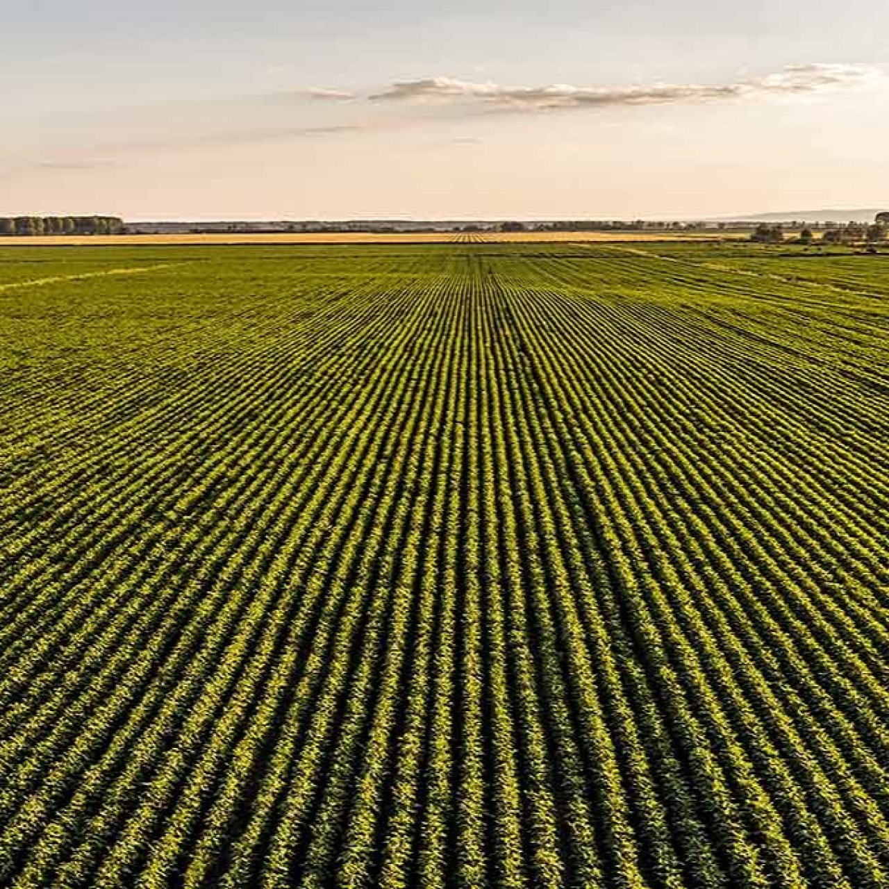 Стали известны самые востребованные зимние вакансии в АПК на Кубани