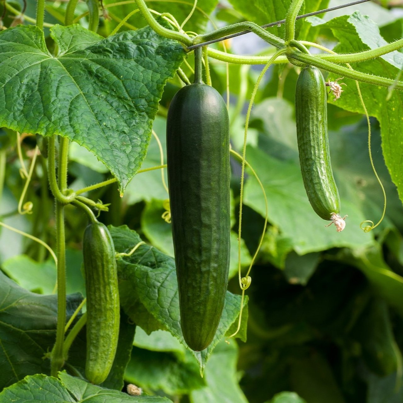 Стоимость тепличных овощей бьет рекорды