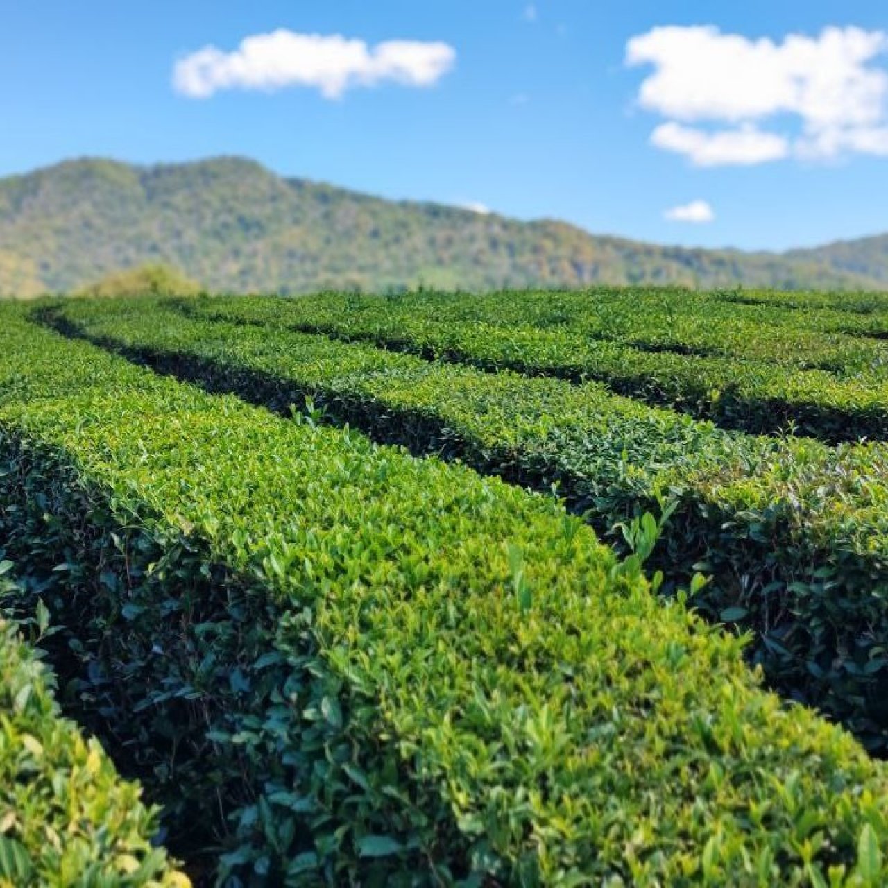 Урожай чая на Кубани сократился почти на 10 процентов