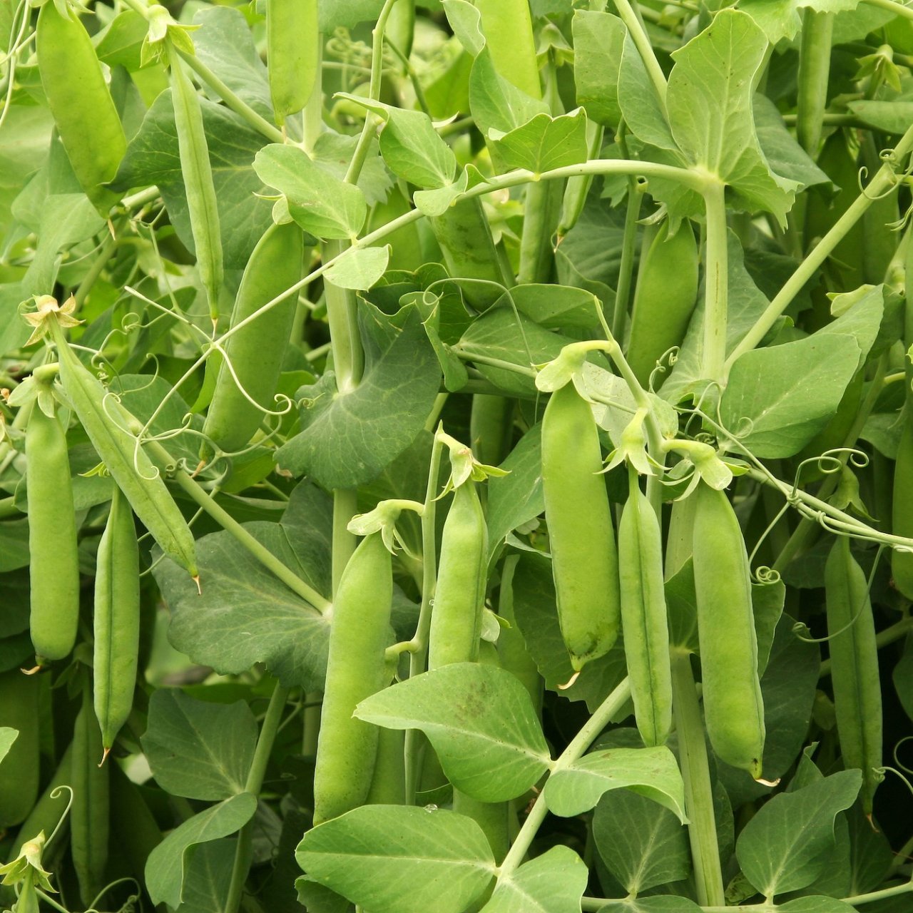 В 2026 году площадь сева зернового гороха выросла на 23% на Кубани