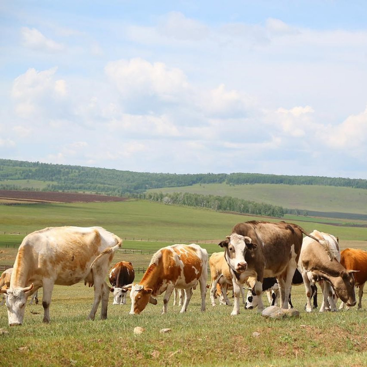 В Иркутской области усилят учет сельскохозяйственных животных