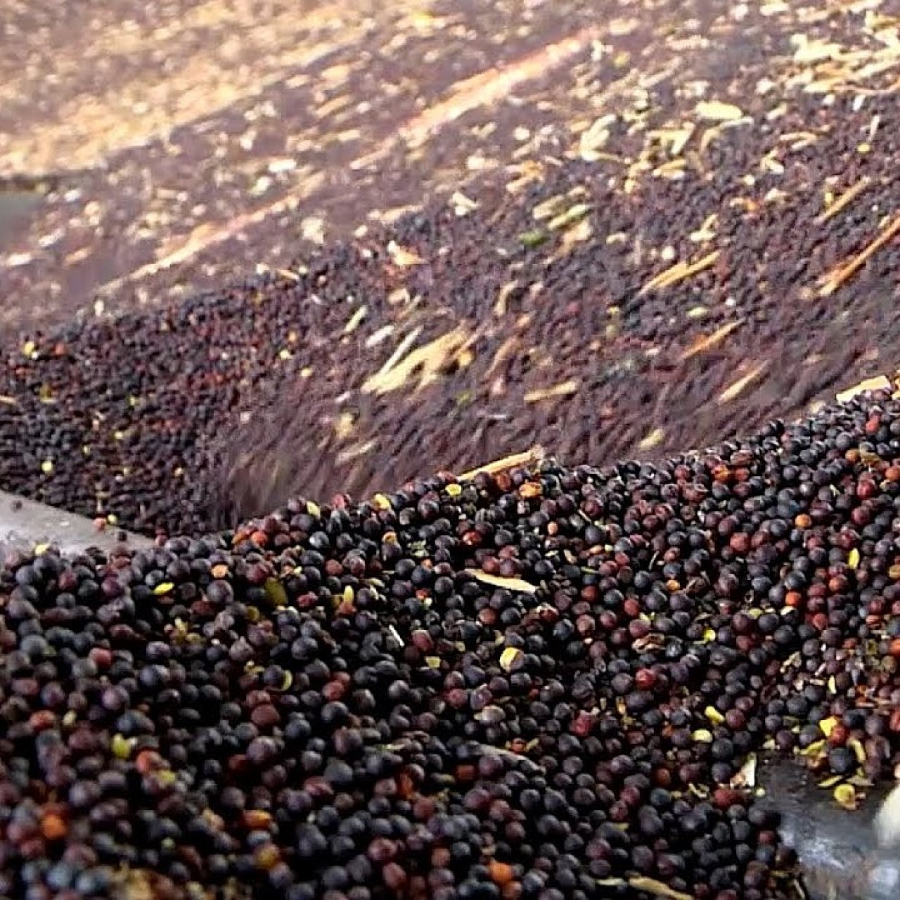 В Красноярском крае расширяют переработку рапса для экспорта в Китай