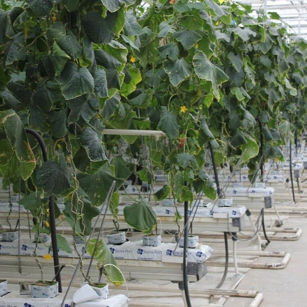 В теплицах Ставрополья тестируют систему интеллектуального мониторинга