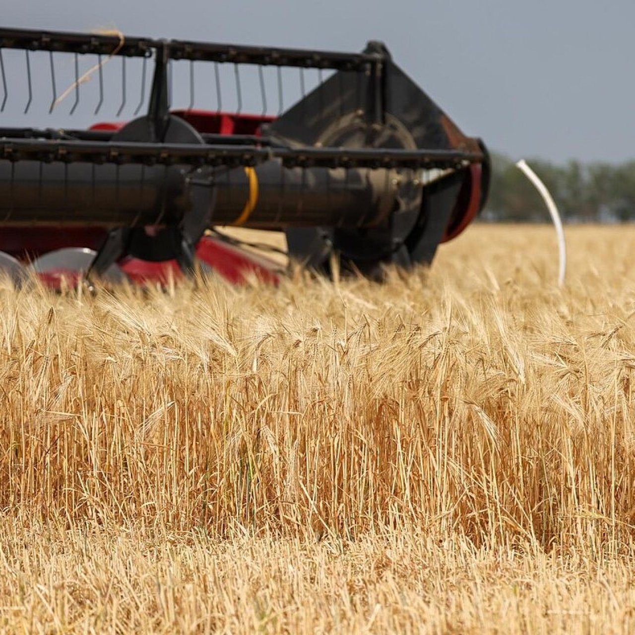 В ЮФО под урожай 2025 года застраховано 3,1 млн га посевов