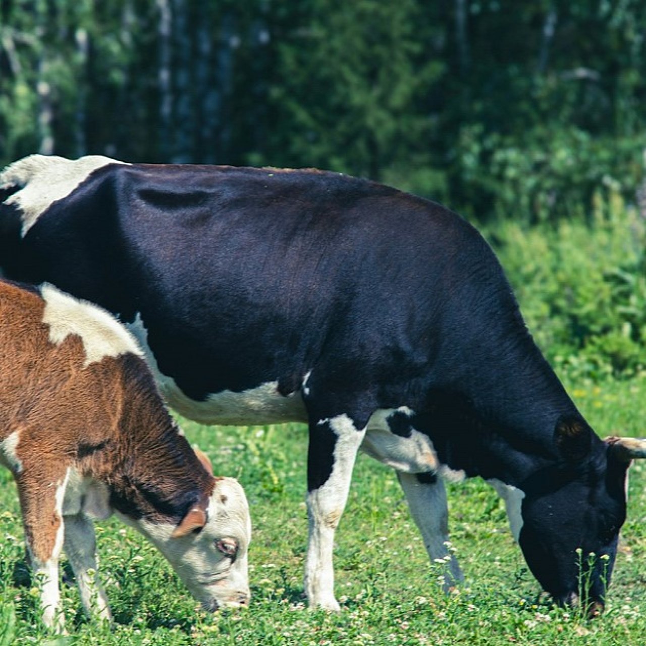 Ящур не пройдет: итоги вакцинации скота за 1-й квартал 2026 года