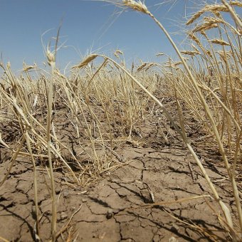 Урожай масличных может пострадать из-за засухи в южных регионах