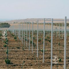 Виноградники под ключ виноградные шпалеры