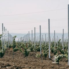 Виноградники под ключ устройство шпалерных систем