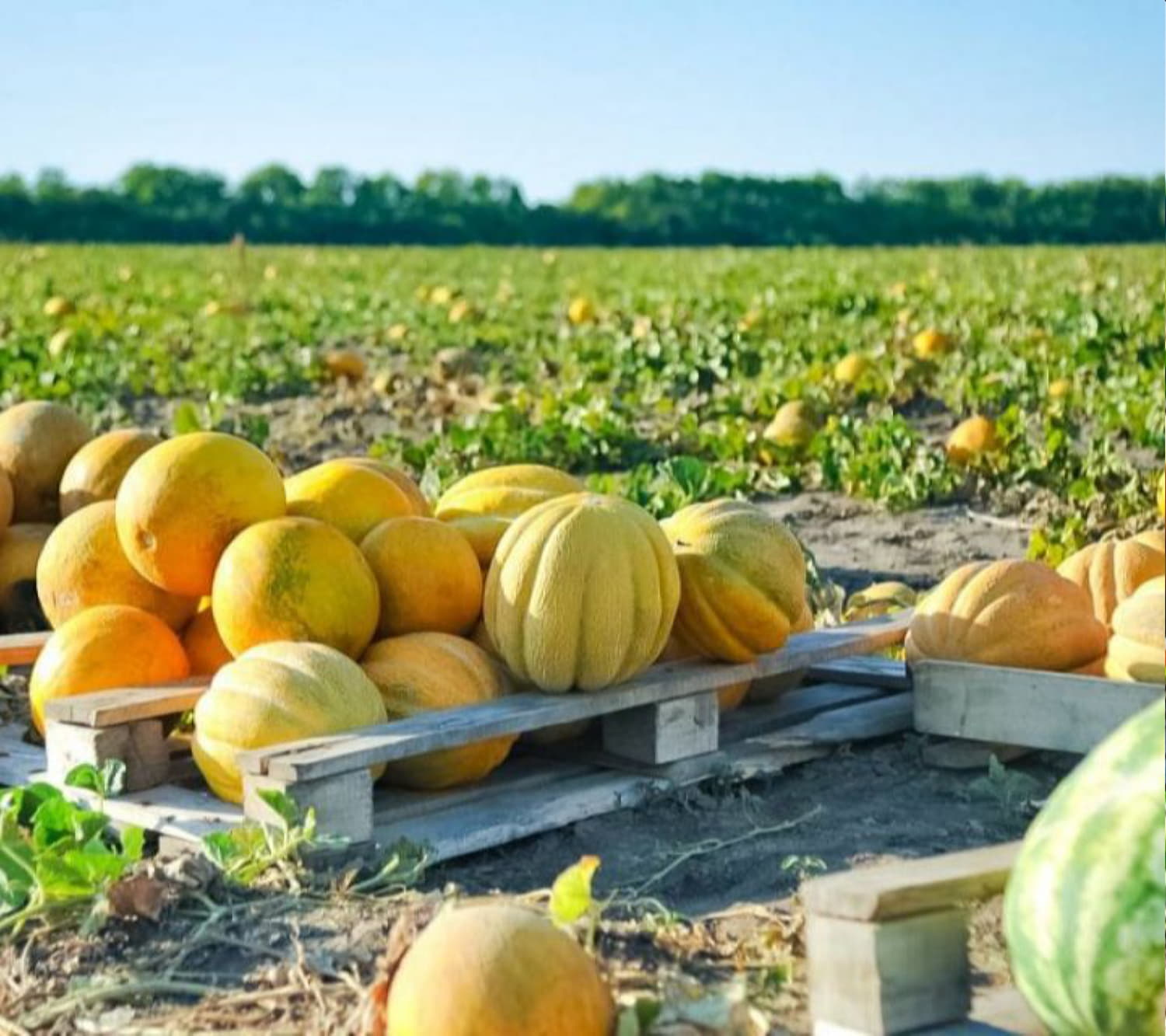 Выращивание бахчевых культур